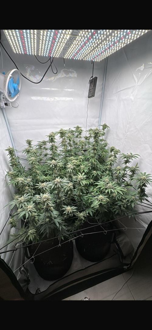 PINK PIE-KARMA GENETICS. Week 13 - 22/04