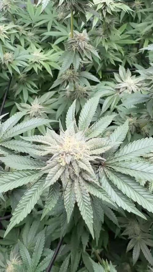 PINK PIE-KARMA GENETICS
