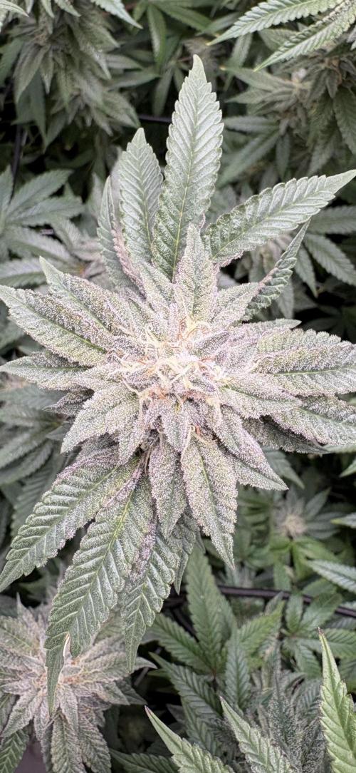 PINK PIE-KARMA GENETICS. Week 14