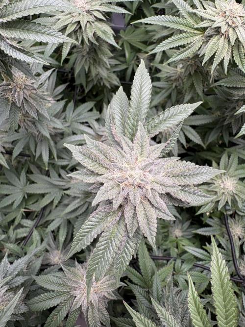 PINK PIE-KARMA GENETICS. Week 14