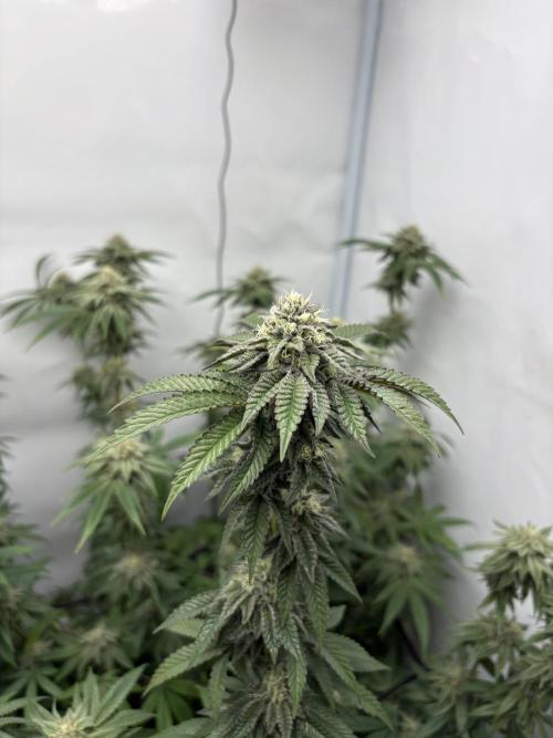 PINK PIE-KARMA GENETICS. Week 14