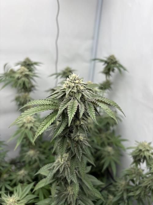 PINK PIE-KARMA GENETICS. Week 14