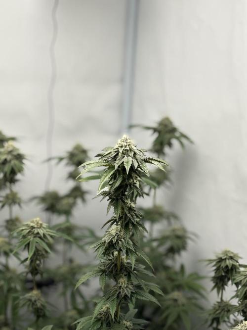 PINK PIE-KARMA GENETICS. Week 14