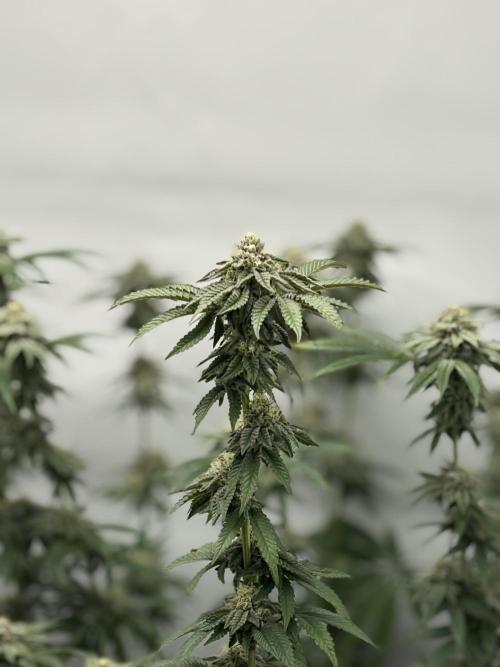PINK PIE-KARMA GENETICS. Week 14