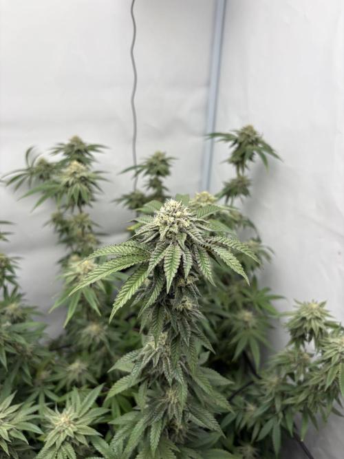 PINK PIE-KARMA GENETICS. Week 14