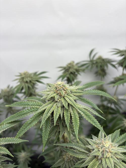 PINK PIE-KARMA GENETICS. Week 14