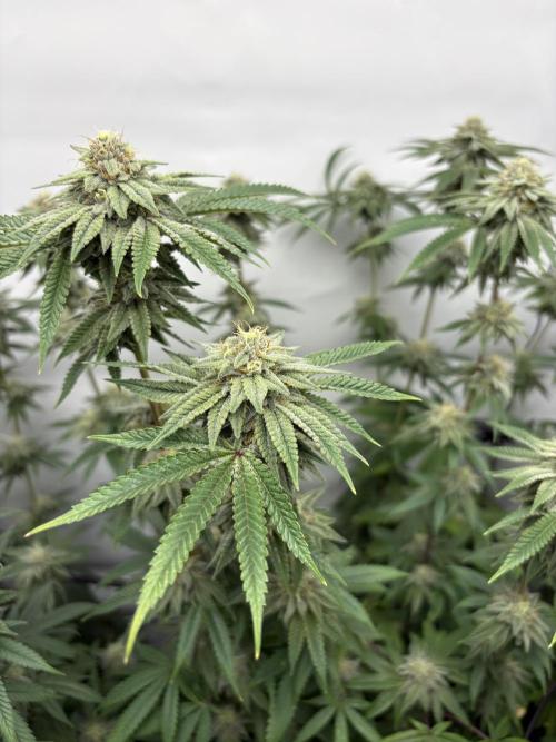 Pink Pie. Week 14