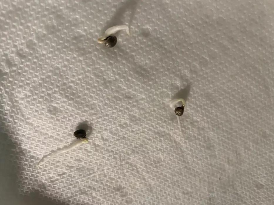 Outdoor Gurella Grow 2026. Week 0