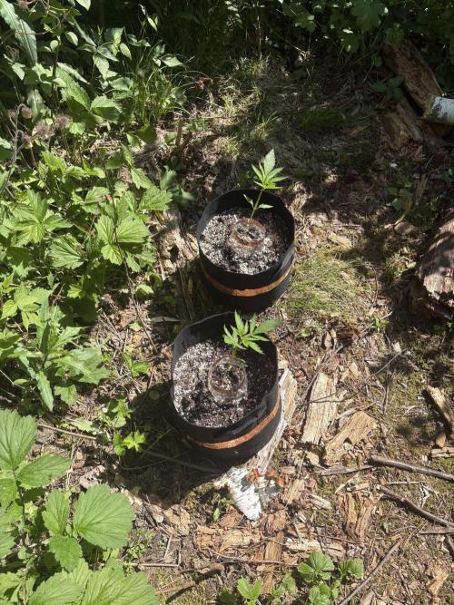 Outdoor Gurella Grow 2026. Week 2