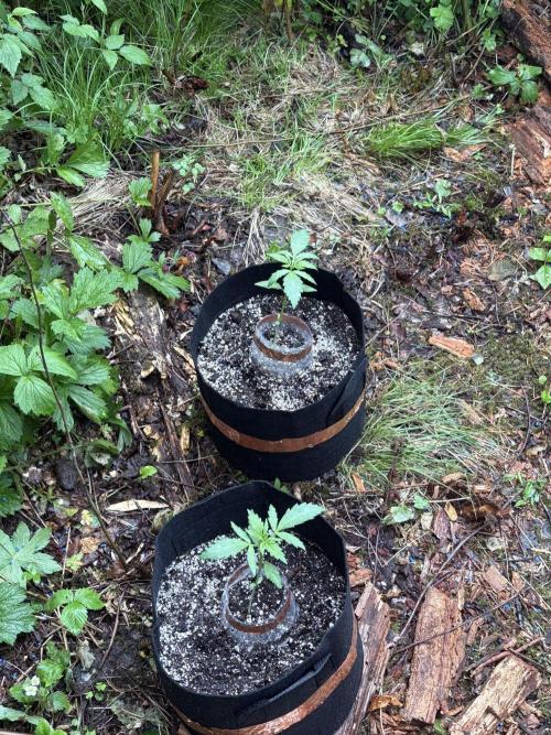 Outdoor Gurella Grow 2026. Week 2