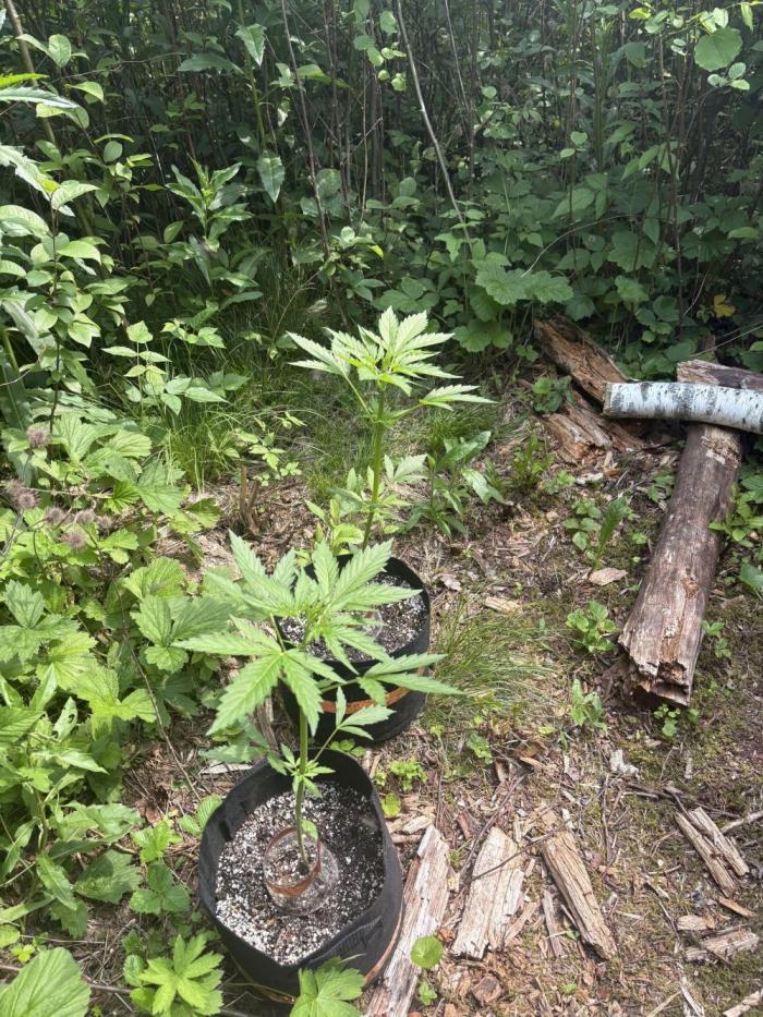 Outdoor Gurella Grow 2026. Week 4
