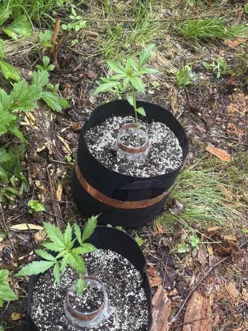 Outdoor Gurella Grow 2026. Week 3