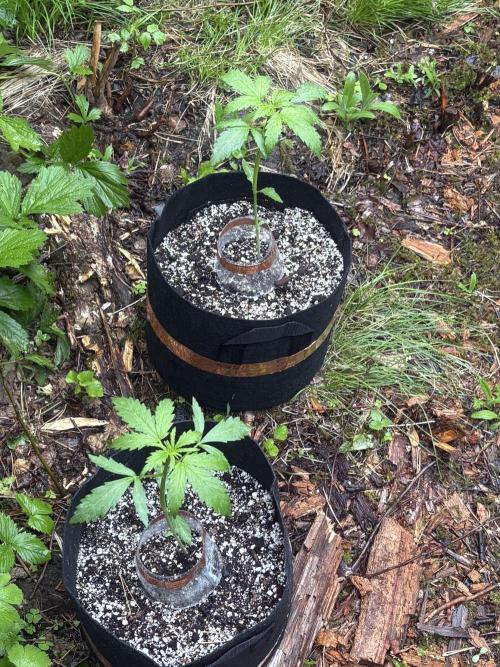 Outdoor Gurella Grow 2026. Week 3