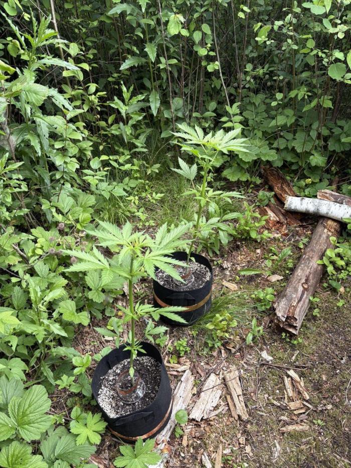 Outdoor Gurella Grow 2026. Week 5