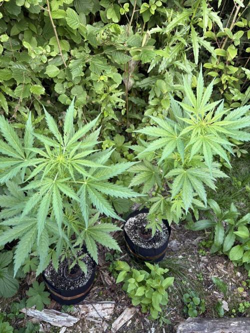 Outdoor Gurella Grow 2026. Week 6