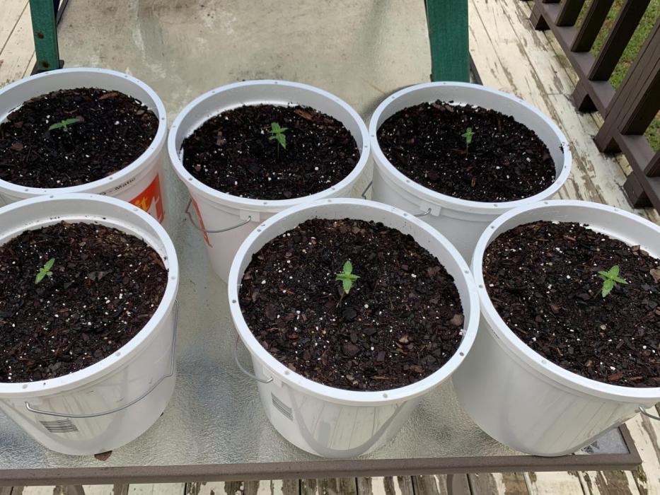 Grow 2026. Week 1