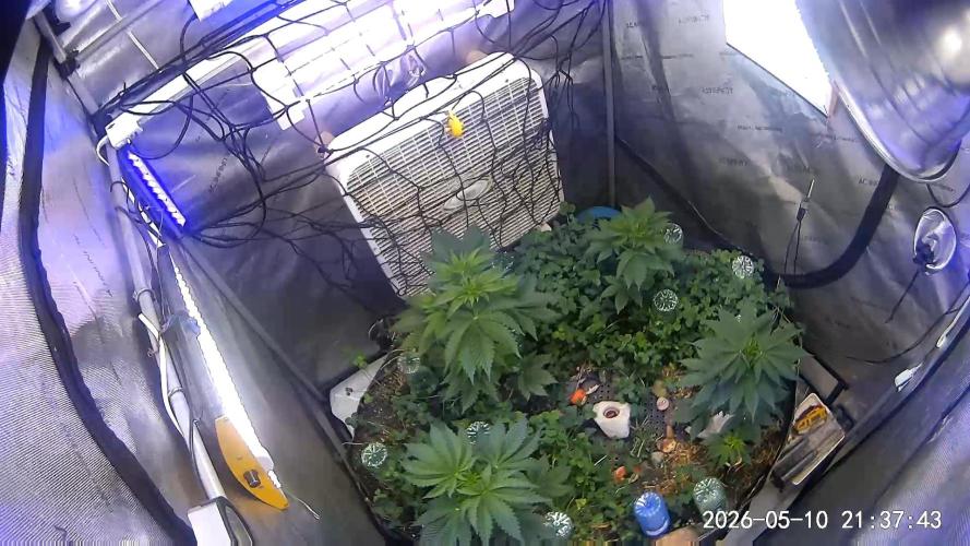 Cloudlab 844 Advance Grow Tent 4x4 (48 x 48 x 80). Week 2