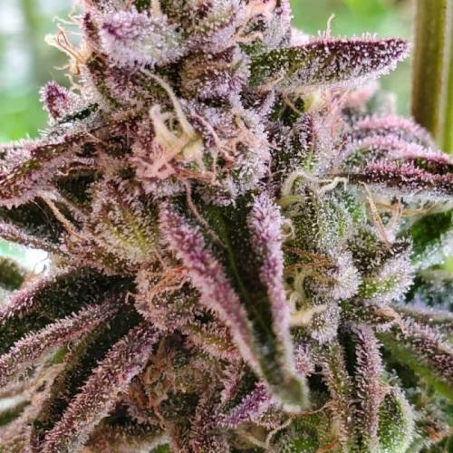 Grand Daddy Purp C#2. Week 1