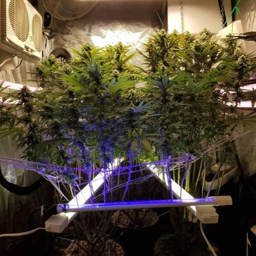 Grand Daddy Purp C#2. Week 1