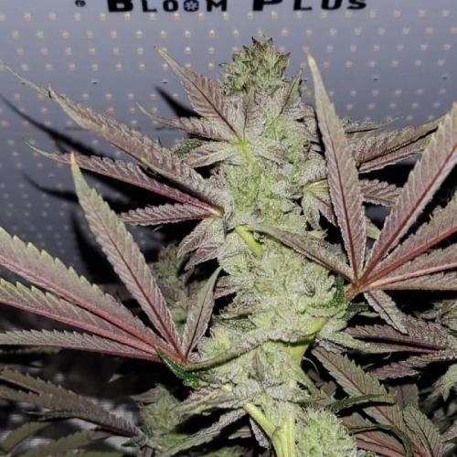 Grand Daddy Purp. Week 1