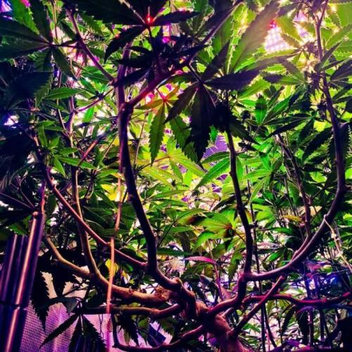 Grand Daddy Purp C#3. Week 1