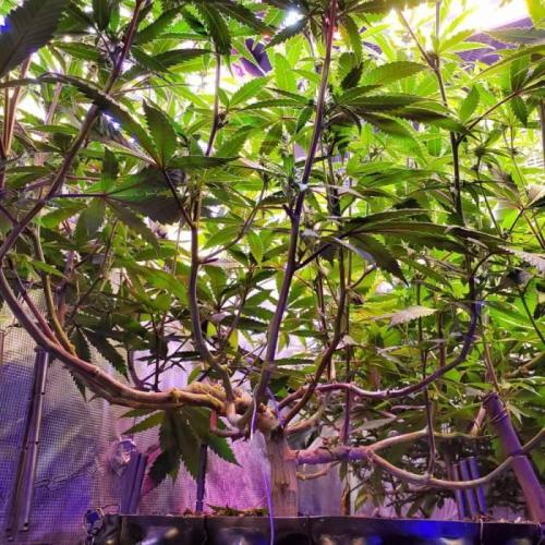 Grand Daddy Purp C#3. Week 1