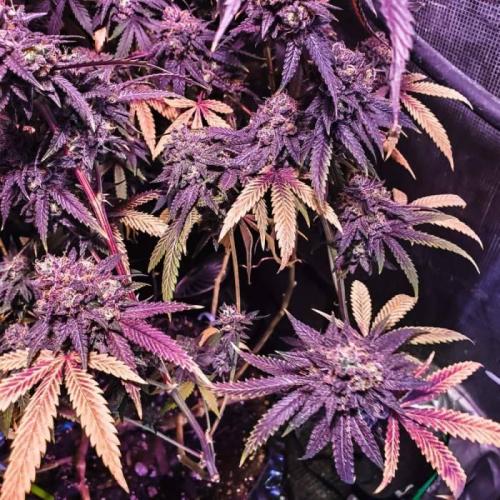 Grand Daddy Purp C#3. Week 1