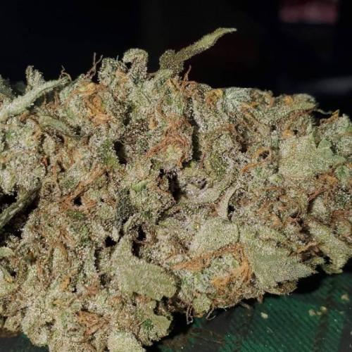 Jack Herer C#4. Week 1