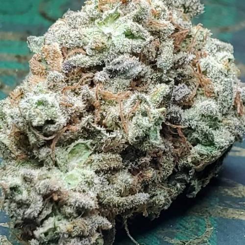 Jack Herer C#4. Week 1
