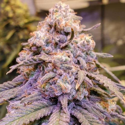Jack Herer C#4. Week 1
