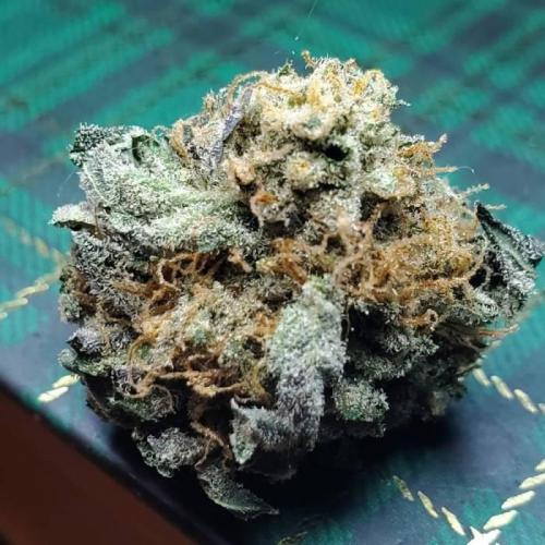 Jack Herer C#4. Week 1