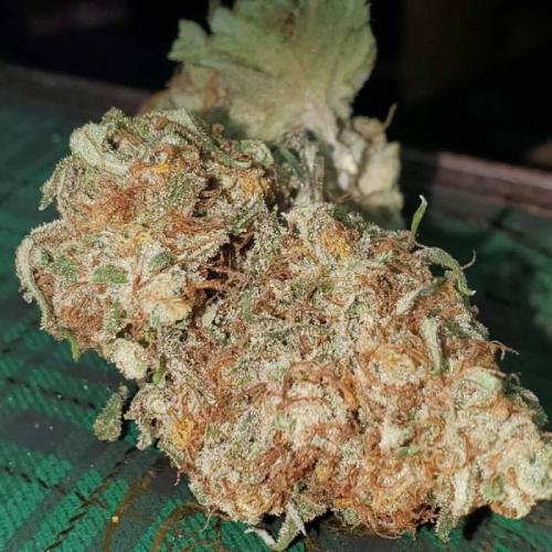 Jack Herer C#4. Week 1