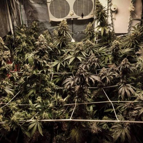 Jack Herer C#4. Week 1