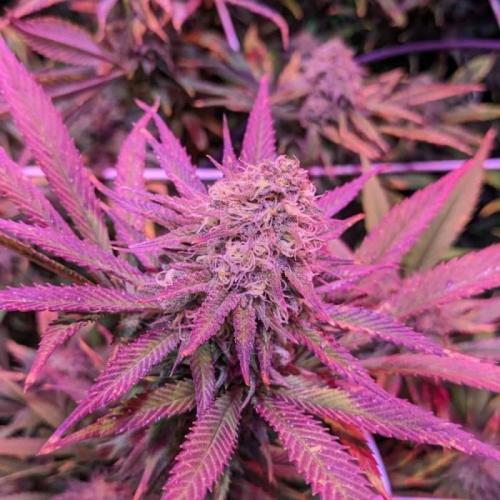 Godfather OG C#5. Week 1