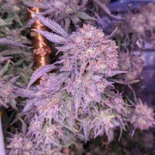 Grand Daddy Purp #6. Week 1