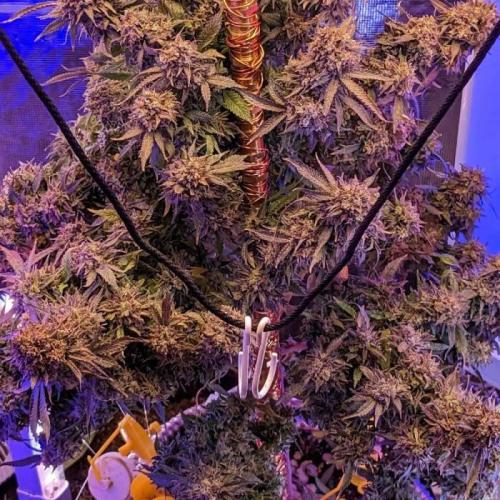 Grand Daddy Purp #6. Week 1