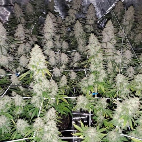 Fruity Pebbles C#1. Week 1