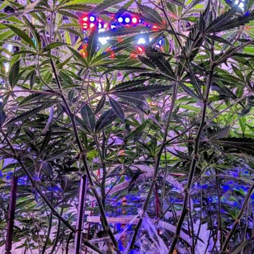 Black Indica C#7. Week 1