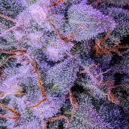 Purple Lemonade C#8. Week 1