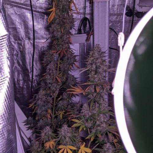 Purple Lemonade C#8. Week 1