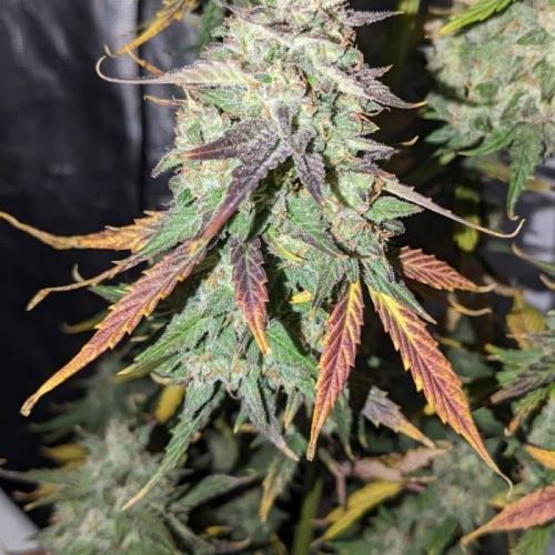 Purple Lemonade C#8. Week 1