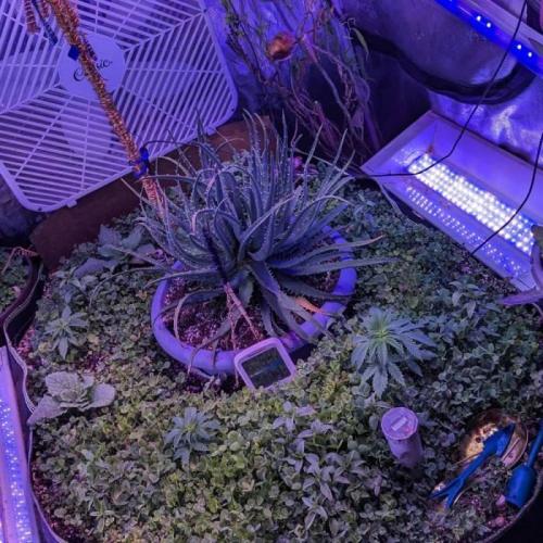 Durban Poison #9. Week 1