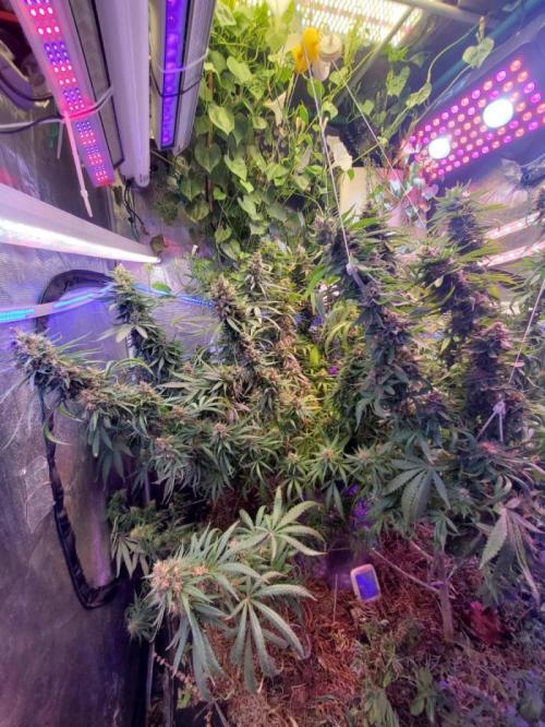 Durban Poison #9. Week 1