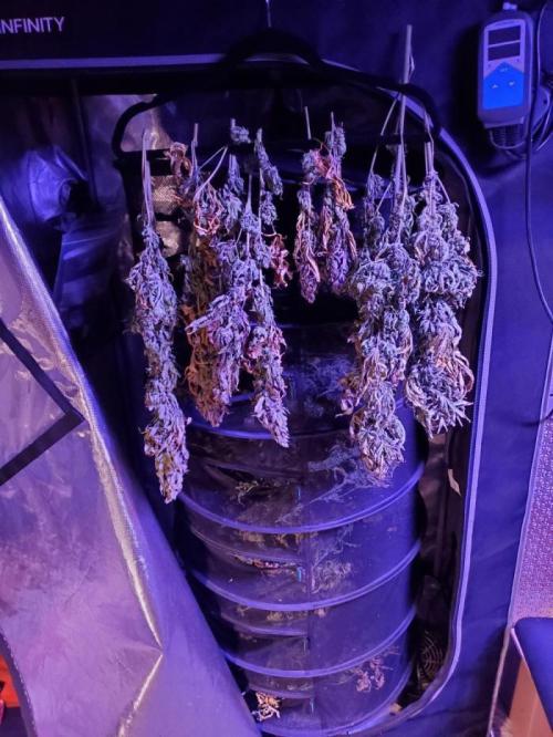 Cherry Gelato C#11. Week 1