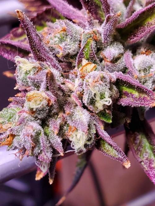Lemon Cherry Gelato. Week 1