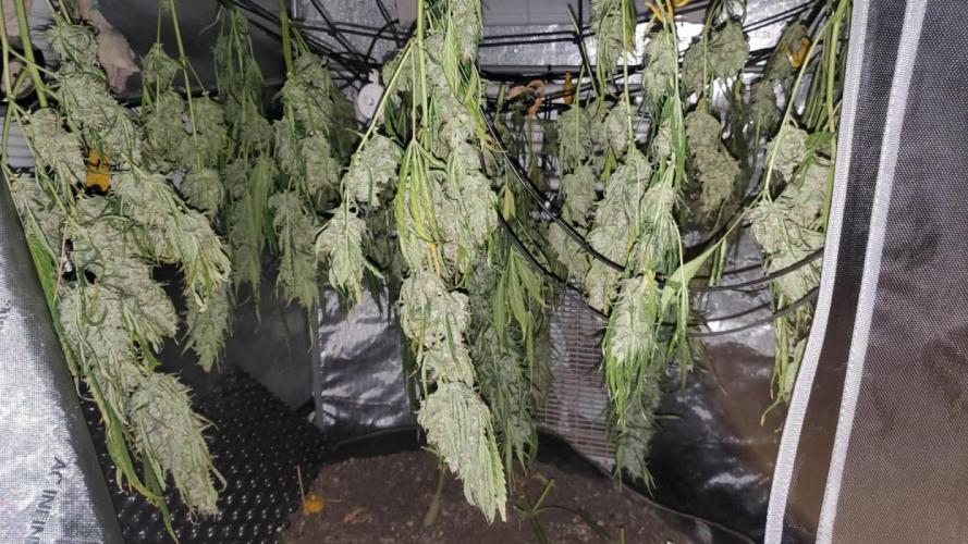Grape Sweets #12. Week 1