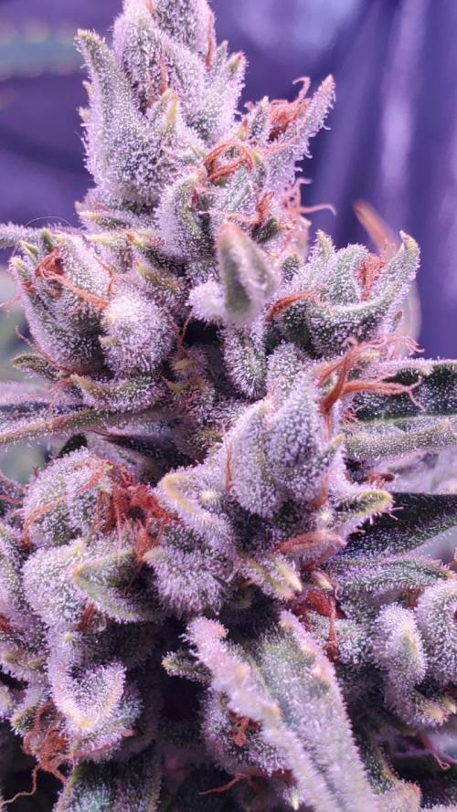Grape Sweets #12. Week 1