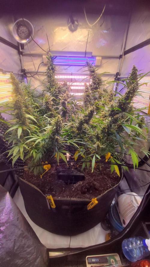 Grape Sweets #12. Week 1