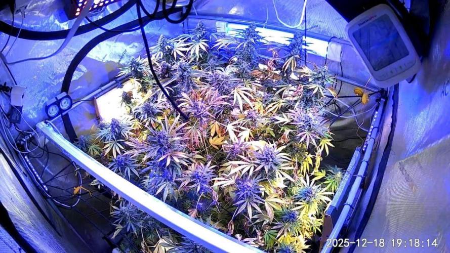 Some Pictures. Week 1