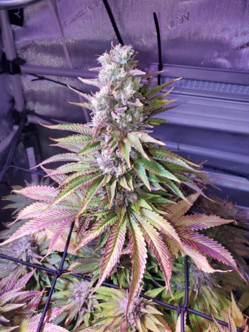 Some Pictures. Week 1